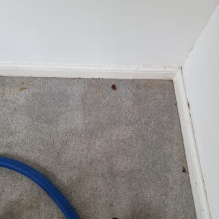 S.P.M Lemon Burst - Upholstery & Carpet Cleaning Chemical photo review